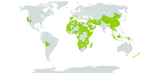 Phoenix world distribution map, present in Afghanistan, Angola, Andorra, Australia, Benin, Burkina Faso, Bangladesh, Bermuda, Bolivia (Plurinational State of), Botswana, Central African Republic, China, Congo, Comoros, Cabo Verde, Cuba, Cayman Islands, Djibouti, Dominica, Algeria, Egypt, Eritrea, Spain, Ethiopia, Fiji, Gabon, Ghana, Guinea, Gambia, Guinea-Bissau, Greece, Indonesia, Iran (Islamic Republic of), Iraq, Italy, Kenya, Lao People's Democratic Republic, Liberia, Libya, Morocco, Madagascar, Mali, Myanmar, Mozambique, Mauritania, Mauritius, Namibia, Norfolk Island, Nigeria, Nepal, New Zealand, Oman, Pakistan, Philippines, Puerto Rico, Réunion, Rwanda, Saudi Arabia, Sudan, Senegal, Singapore, Sierra Leone, Somalia, eSwatini, Turks and Caicos Islands, Chad, Togo, Thailand, Tunisia, Taiwan, Province of China, Tanzania, United Republic of, Uganda, United States of America, Viet Nam, Yemen, Zambia, and Zimbabwe