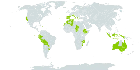 Phyla nodiflora var. minor (gillies & hook.) n.o'leary world distribution map, present in Australia, Bolivia (Plurinational State of), Cyprus, Dominica, Algeria, Ecuador, Spain, Ethiopia, France, Greece, Haiti, Indonesia, Italy, Morocco, Mozambique, Mauritius, Peru, Portugal, Paraguay, Chad, Tunisia, Uruguay, and United States of America