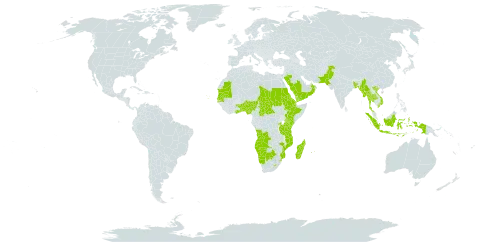 Phyllanthus maderaspatensis var. maderaspatensis world distribution map, present in Angola, Andorra, Benin, Bangladesh, Botswana, Central African Republic, Cabo Verde, Djibouti, Eritrea, Ethiopia, Ghana, Indonesia, Kenya, Lesotho, Madagascar, Maldives, Myanmar, Mozambique, Mauritania, Mauritius, Namibia, Nigeria, Oman, Pakistan, Réunion, Rwanda, Saudi Arabia, Sudan, Senegal, eSwatini, Seychelles, Chad, Togo, Thailand, Tanzania, United Republic of, Uganda, Viet Nam, and Yemen