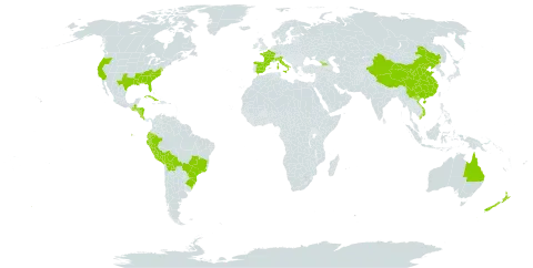 Phyllostachys aurea world distribution map, present in Åland Islands, Australia, Bolivia (Plurinational State of), Brazil, China, Costa Rica, Cuba, Ecuador, Spain, France, Georgia, Guatemala, Honduras, Italy, Nicaragua, New Zealand, Peru, United States of America, and Viet Nam