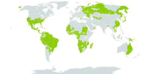 Physalis angulata world distribution map, present in Angola, Anguilla, Albania, Argentina, Antigua and Barbuda, Australia, Benin, Bonaire, Sint Eustatius and Saba, Burkina Faso, Bangladesh, Bahamas, Belize, Bolivia (Plurinational State of), Brazil, Barbados, Botswana, Central African Republic, China, Côte d'Ivoire, Cameroon, Congo, Cook Islands, Colombia, Cabo Verde, Costa Rica, Cuba, Cayman Islands, Djibouti, Dominica, Ecuador, Fiji, Micronesia (Federated States of), Gabon, Ghana, Guinea, Guadeloupe, Gambia, Guinea-Bissau, Equatorial Guinea, Greece, Grenada, French Guiana, Guam, Guyana, Honduras, Croatia, Indonesia, India, Israel, Jamaica, Japan, Kyrgyzstan, Cambodia, Kiribati, Lao People's Democratic Republic, Liberia, Saint Lucia, Sri Lanka, Lesotho, Madagascar, Maldives, Mexico, Marshall Islands, Mali, Montenegro, Northern Mariana Islands, Mozambique, Mauritania, Martinique, Namibia, Nigeria, Nicaragua, Niue, Nepal, Nauru, Oman, Panama, Peru, Philippines, Palau, Papua New Guinea, Puerto Rico, Korea (Democratic People's Republic of), Paraguay, Qatar, Réunion, Russian Federation, Sudan, Senegal, Sierra Leone, South Sudan, Sao Tome and Principe, Suriname, eSwatini, Seychelles, Turks and Caicos Islands, Togo, Tajikistan, Tokelau, Tonga, Trinidad and Tobago, Tuvalu, Taiwan, Province of China, Tanzania, United Republic of, Uruguay, United States of America, Uzbekistan, Saint Vincent and the Grenadines, Venezuela (Bolivarian Republic of), Viet Nam, South Africa, Zambia, and Zimbabwe