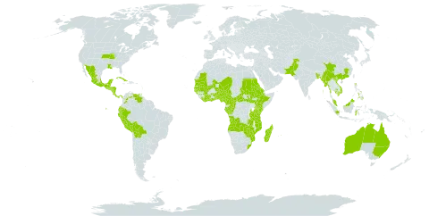 Physalis lagascae world distribution map, present in Angola, French Southern Territories, Australia, Benin, Burkina Faso, Bangladesh, Belize, Bolivia (Plurinational State of), Central African Republic, China, Côte d'Ivoire, Cameroon, Congo, Colombia, Costa Rica, Cuba, Ecuador, Eritrea, Ethiopia, Micronesia (Federated States of), Gabon, Ghana, Guinea, Gambia, Guinea-Bissau, Guatemala, Honduras, Indonesia, India, Jamaica, Kenya, Cambodia, Liberia, Madagascar, Maldives, Mexico, Mali, Myanmar, Northern Mariana Islands, Mozambique, Mauritania, Martinique, Mauritius, Malawi, Malaysia, Niger, Nigeria, Nicaragua, Niue, Pakistan, Panama, Peru, Philippines, Palau, Sudan, Senegal, Singapore, El Salvador, South Sudan, Togo, Tonga, Trinidad and Tobago, Tanzania, United Republic of, Uganda, United States of America, Venezuela (Bolivarian Republic of), Viet Nam, South Africa, Zambia, and Zimbabwe