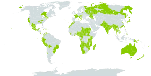 Physalis peruviana world distribution map, present in Angola, Australia, Austria, Bangladesh, Bosnia and Herzegovina, Bolivia (Plurinational State of), Brazil, Central African Republic, Canada, Chile, China, Cameroon, Congo, Colombia, Cabo Verde, Costa Rica, Dominican Republic, Ecuador, Spain, Fiji, France, Micronesia (Federated States of), Georgia, Ghana, Guinea, Equatorial Guinea, Guam, Croatia, Haiti, India, Italy, Jamaica, Japan, Kenya, Kiribati, Sri Lanka, Lesotho, Morocco, Madagascar, Mexico, Myanmar, Northern Mariana Islands, Mozambique, Mauritius, Malawi, Namibia, Nigeria, Niue, Nepal, New Zealand, Pakistan, Peru, Philippines, Papua New Guinea, Portugal, Réunion, Russian Federation, Sudan, Sierra Leone, South Sudan, Sao Tome and Principe, Slovakia, Slovenia, eSwatini, Chad, Thailand, Tonga, Trinidad and Tobago, Taiwan, Province of China, Tanzania, United Republic of, Uganda, United States of America, Venezuela (Bolivarian Republic of), Viet Nam, Samoa, South Africa, Zambia, and Zimbabwe