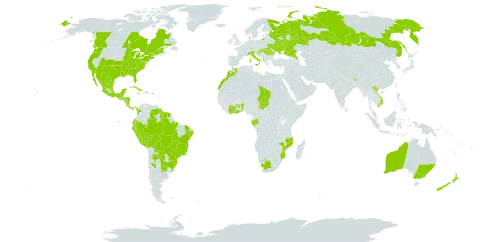 Physalis pubescens world distribution map, present in Albania, Argentina, Antigua and Barbuda, Australia, Benin, Bonaire, Sint Eustatius and Saba, Bahamas, Belize, Bolivia (Plurinational State of), Brazil, Barbados, Bhutan, Canada, Côte d'Ivoire, Colombia, Costa Rica, Cuba, Dominica, Ecuador, Gabon, Ghana, Guadeloupe, Guatemala, French Guiana, Guyana, Honduras, Croatia, Hungary, Italy, Jamaica, Saint Lucia, Morocco, Mexico, Mozambique, Montserrat, Martinique, Nicaragua, New Zealand, Panama, Peru, Puerto Rico, Paraguay, Romania, Russian Federation, Suriname, Chad, Trinidad and Tobago, Ukraine, United States Minor Outlying Islands, Uruguay, United States of America, Venezuela (Bolivarian Republic of), Viet Nam, and South Africa