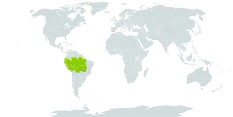 Physocalymma scaberrimum world distribution map, present in Bolivia (Plurinational State of), Brazil, Ecuador, and Peru