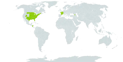 Physostegia virginiana world distribution map, present in Åland Islands, France, Micronesia (Federated States of), Georgia, Nicaragua, and United States of America