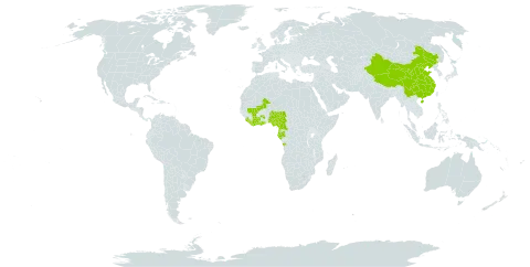 Physostigma venenosum world distribution map, present in Angola, China, Côte d'Ivoire, Cameroon, Gabon, Ghana, Equatorial Guinea, Liberia, Mali, Nigeria, and Sierra Leone