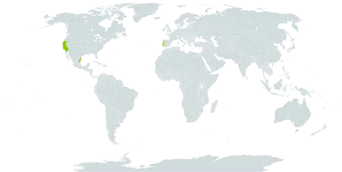 Phytolacca heterotepala world distribution map, present in Mexico, Portugal, and United States of America