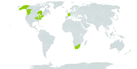 Picris hieracioides world distribution map, present in Canada, France, New Zealand, United States of America, and South Africa