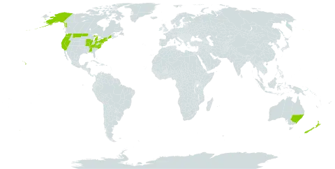 Picris world distribution map, present in Australia, New Zealand, and United States of America