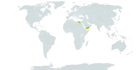 Picris sulphurea world distribution map, present in Anguilla, Egypt, Saudi Arabia, and Yemen