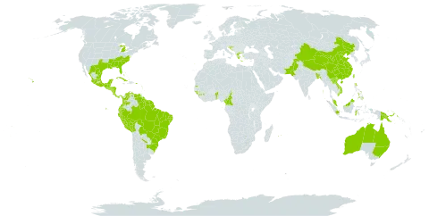 Pilea microphylla world distribution map, present in Argentina, American Samoa, Antigua and Barbuda, Australia, Benin, Bonaire, Sint Eustatius and Saba, Bangladesh, Bahamas, Belize, Bolivia (Plurinational State of), Brazil, Barbados, China, Cameroon, Colombia, Costa Rica, Cuba, Cayman Islands, Dominica, Ecuador, Fiji, Micronesia (Federated States of), Guinea, Guadeloupe, Guinea-Bissau, Equatorial Guinea, Greece, Grenada, Guatemala, French Guiana, Guam, Guyana, Honduras, Croatia, Indonesia, India, Jamaica, Kiribati, Saint Kitts and Nevis, Lao People's Democratic Republic, Saint Lucia, Sri Lanka, Maldives, Mexico, Marshall Islands, Northern Mariana Islands, Montserrat, Martinique, Mauritius, Malaysia, Nicaragua, Niue, Pakistan, Panama, Peru, Philippines, Palau, Papua New Guinea, Puerto Rico, Portugal, Réunion, Singapore, El Salvador, Sao Tome and Principe, Suriname, Seychelles, Turks and Caicos Islands, Tonga, Trinidad and Tobago, Tuvalu, Taiwan, Province of China, United States Minor Outlying Islands, United States of America, Saint Vincent and the Grenadines, Venezuela (Bolivarian Republic of), Viet Nam, and Samoa