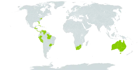 Pilea nummulariifolia world distribution map, present in Antigua and Barbuda, Australia, Bonaire, Sint Eustatius and Saba, Bermuda, Brazil, Barbados, Colombia, Costa Rica, Cuba, Dominica, Guadeloupe, Guatemala, Honduras, Jamaica, Saint Kitts and Nevis, Saint Lucia, Montserrat, Panama, Peru, Puerto Rico, El Salvador, Trinidad and Tobago, United States of America, Venezuela (Bolivarian Republic of), and South Africa