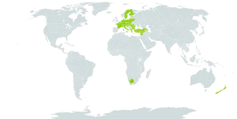 Pilosella bauhini world distribution map, present in Albania, Armenia, Austria, Azerbaijan, Belgium, Bulgaria, Bosnia and Herzegovina, Belarus, Switzerland, Czech Republic, Germany, Estonia, Finland, France, United Kingdom of Great Britain and Northern Ireland, Georgia, Greece, Croatia, Hungary, Italy, Lebanon, Lithuania, Luxembourg, North Macedonia, Montenegro, Netherlands, New Zealand, Poland, Romania, Russian Federation, Serbia, Slovakia, Slovenia, Sweden, Syrian Arab Republic, Turkey, Ukraine, and South Africa