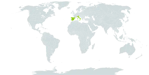 Pilosella lactucella subsp. nana world distribution map, present in Andorra, Spain, France, and Italy