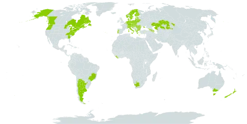 Pilosella officinarum world distribution map, present in Albania, Andorra, Argentina, Armenia, Australia, Austria, Azerbaijan, Belgium, Bulgaria, Bosnia and Herzegovina, Belarus, Brazil, Canada, Switzerland, Czech Republic, Germany, Denmark, Estonia, Finland, France, United Kingdom of Great Britain and Northern Ireland, Georgia, Greece, Croatia, Hungary, Italy, Kazakhstan, Liberia, Liechtenstein, Lithuania, Luxembourg, Latvia, Moldova (Republic of), North Macedonia, Montenegro, Netherlands, Norway, New Zealand, Poland, Portugal, Romania, Russian Federation, Saint Pierre and Miquelon, Serbia, Slovakia, Slovenia, Sweden, Ukraine, United States of America, and South Africa