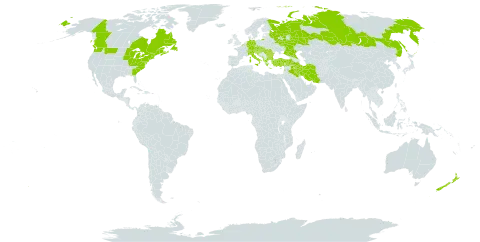 Pilosella piloselloides subsp. piloselloides world distribution map, present in Albania, Austria, Belgium, Bulgaria, Bosnia and Herzegovina, Canada, Switzerland, Czech Republic, Germany, France, Greece, Croatia, Hungary, Iran (Islamic Republic of), Iraq, Italy, Lebanon, Liechtenstein, North Macedonia, Montenegro, New Zealand, Romania, Russian Federation, Serbia, Slovakia, Slovenia, Turkey, and United States of America