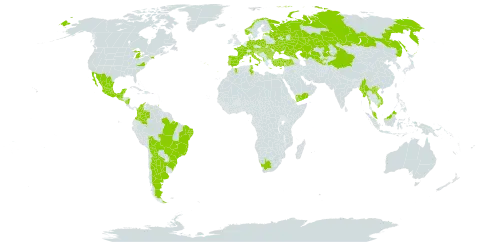 Pimpinella anisum world distribution map, present in Albania, Argentina, Austria, Bulgaria, Bolivia (Plurinational State of), Brazil, China, Colombia, Cyprus, Germany, Spain, Estonia, France, Greece, Guatemala, Croatia, Hungary, Israel, Italy, Kazakhstan, Lao People's Democratic Republic, Sri Lanka, Morocco, Mexico, Myanmar, Malaysia, Nicaragua, Norway, Nepal, Poland, Portugal, Romania, Russian Federation, El Salvador, Slovakia, Tajikistan, Trinidad and Tobago, Tunisia, Turkey, Ukraine, United States of America, Uzbekistan, Viet Nam, Yemen, and South Africa