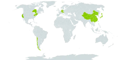 Pinellia ternata world distribution map, present in Austria, Canada, Chile, China, Germany, Japan, Korea (Democratic People's Republic of), Taiwan, Province of China, and United States of America