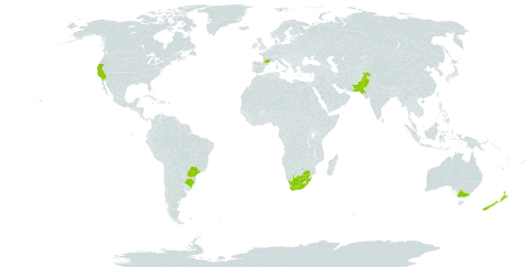 Pinus halepensis world distribution map, present in Australia, Brazil, France, New Zealand, Pakistan, United States of America, and South Africa