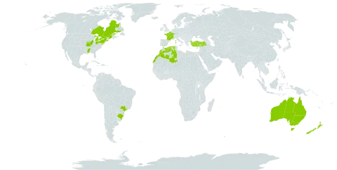 Pinus nigra world distribution map, present in Australia, Brazil, Canada, Cyprus, Algeria, France, Morocco, New Zealand, Turkey, and United States of America