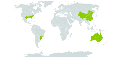 Pinus palustris world distribution map, present in Australia, Brazil, China, and United States of America