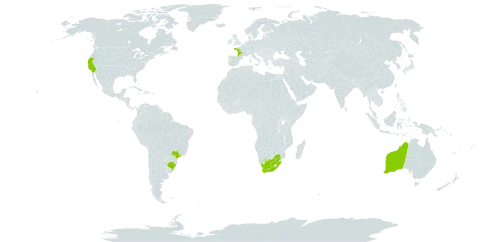 Pinus pinea world distribution map, present in Australia, Brazil, France, United States of America, and South Africa