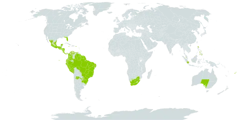 Piper aduncum world distribution map, present in Argentina, Australia, Belize, Brazil, Barbados, Brunei Darussalam, Colombia, Costa Rica, Dominica, Ecuador, Fiji, Guadeloupe, Grenada, Guatemala, French Guiana, Guyana, Honduras, Indonesia, Jamaica, Mexico, Martinique, Malaysia, Nicaragua, Panama, Peru, Philippines, Puerto Rico, Paraguay, Singapore, Suriname, Trinidad and Tobago, United States of America, Venezuela (Bolivarian Republic of), and South Africa