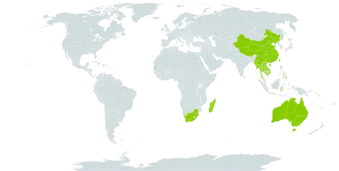 Piper betle world distribution map, present in Australia, Bhutan, China, Fiji, Micronesia (Federated States of), Guadeloupe, Guam, Indonesia, India, Jamaica, Cambodia, Lao People's Democratic Republic, Sri Lanka, Madagascar, Maldives, Myanmar, Northern Mariana Islands, Martinique, Mauritius, Nepal, Philippines, Palau, Réunion, Singapore, Solomon Islands, Seychelles, Thailand, Trinidad and Tobago, Taiwan, Province of China, United States of America, Viet Nam, and South Africa