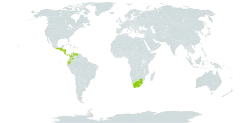 Piper bredemeyeri world distribution map, present in Colombia, Costa Rica, Ecuador, Guatemala, Honduras, Mexico, Nicaragua, Panama, El Salvador, Venezuela (Bolivarian Republic of), and South Africa