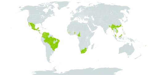 Piper nigrum world distribution map, present in Benin, Bangladesh, Belize, Brazil, China, Cameroon, Colombia, Costa Rica, Dominica, Fiji, Micronesia (Federated States of), Guinea, Guadeloupe, Guam, Honduras, India, Jamaica, Cambodia, Lao People's Democratic Republic, Sri Lanka, Maldives, Mexico, Myanmar, Martinique, Mauritius, Malaysia, Nepal, Philippines, Palau, Réunion, Sao Tome and Principe, Seychelles, Trinidad and Tobago, Taiwan, Province of China, United States of America, Venezuela (Bolivarian Republic of), Viet Nam, and South Africa