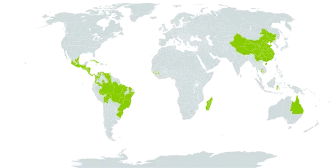 Piper umbellatum world distribution map, present in Australia, Belize, Bolivia (Plurinational State of), Brazil, China, Colombia, Costa Rica, Cuba, Guinea, Equatorial Guinea, Guatemala, Honduras, Indonesia, Jamaica, Cambodia, Madagascar, Mexico, Nicaragua, Panama, Puerto Rico, El Salvador, Trinidad and Tobago, and Venezuela (Bolivarian Republic of)