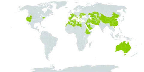 Piptatherum world distribution map, present in Afghanistan, Albania, Australia, Bulgaria, China, Cyprus, Algeria, Eritrea, Spain, Ethiopia, France, Greece, Iran (Islamic Republic of), Iraq, Italy, Kazakhstan, Kyrgyzstan, Libya, Morocco, Montenegro, Nepal, Pakistan, Palau, Portugal, Romania, Saudi Arabia, Singapore, Turks and Caicos Islands, Turkmenistan, Tunisia, Ukraine, United States of America, Uzbekistan, and Yemen