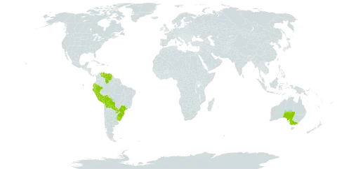 Piptochaetium montevidense world distribution map, present in Australia, Bolivia (Plurinational State of), Brazil, Ecuador, Peru, Paraguay, Uruguay, and Venezuela (Bolivarian Republic of)