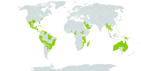 Pisonia aculeata world distribution map, present in Argentina, Antigua and Barbuda, Australia, Benin, Bonaire, Sint Eustatius and Saba, Bahamas, Belize, Bolivia (Plurinational State of), Brazil, Barbados, China, Cameroon, Colombia, Cabo Verde, Costa Rica, Cuba, Cayman Islands, Dominica, Algeria, Ecuador, Fiji, Guadeloupe, Grenada, Guatemala, Honduras, Indonesia, India, Jamaica, Cambodia, Saint Kitts and Nevis, Lao People's Democratic Republic, Sri Lanka, Madagascar, Maldives, Mexico, Myanmar, Mozambique, Montserrat, Martinique, Mauritius, Malaysia, Nicaragua, Panama, Peru, Philippines, Papua New Guinea, Puerto Rico, Paraguay, Saudi Arabia, South Sudan, Seychelles, Thailand, Timor-Leste, Tonga, Trinidad and Tobago, Taiwan, Province of China, Tanzania, United Republic of, Uganda, Uruguay, United States of America, Saint Vincent and the Grenadines, Venezuela (Bolivarian Republic of), Viet Nam, Yemen, and South Africa