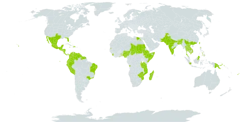 Pithecellobium dulce world distribution map, present in Angola, American Samoa, Burundi, Bangladesh, Bahamas, Belize, Brazil, Brunei Darussalam, Bhutan, China, Colombia, Costa Rica, Djibouti, Dominican Republic, Ecuador, Egypt, Ethiopia, Fiji, Ghana, Guatemala, French Guiana, Guyana, Honduras, Indonesia, India, Jamaica, Kenya, Cambodia, Lao People's Democratic Republic, Sri Lanka, Madagascar, Mexico, Marshall Islands, Northern Mariana Islands, Mozambique, Mauritius, Malawi, Malaysia, Nigeria, Nicaragua, Nepal, Pakistan, Panama, Peru, Philippines, Papua New Guinea, Réunion, Sudan, Singapore, Sierra Leone, El Salvador, Somalia, Suriname, Seychelles, Chad, Togo, Thailand, Taiwan, Province of China, Tanzania, United Republic of, Uganda, United States of America, Venezuela (Bolivarian Republic of), Viet Nam, and Zimbabwe