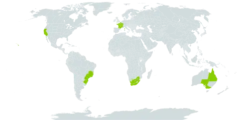 Pittosporum undulatum world distribution map, present in Australia, Brazil, France, United States of America, and South Africa