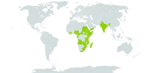 Pittosporum viridiflorum world distribution map, present in Angola, Burundi, Central African Republic, Côte d'Ivoire, Cameroon, Djibouti, Eritrea, Ethiopia, Gabon, Guinea, Equatorial Guinea, India, Kenya, Lesotho, Madagascar, Mozambique, Malawi, Nigeria, Rwanda, Sudan, Somalia, South Sudan, eSwatini, Tanzania, United Republic of, Uganda, United States of America, Yemen, South Africa, Zambia, and Zimbabwe