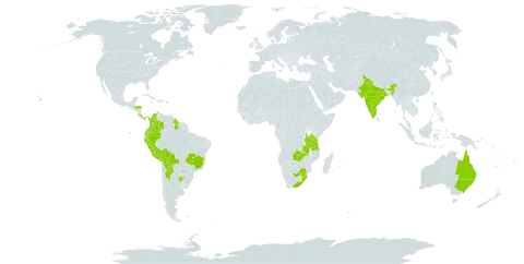 Pityrogramma austroamericana world distribution map, present in Argentina, Australia, Bolivia (Plurinational State of), Brazil, Colombia, Costa Rica, Ecuador, Guyana, Honduras, India, Sri Lanka, Mauritius, Panama, Peru, Puerto Rico, Paraguay, Réunion, eSwatini, Tanzania, United Republic of, United States of America, South Africa, and Zambia