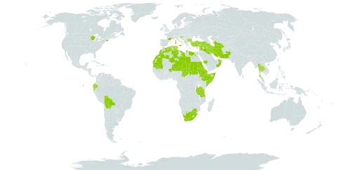 Plantago afra world distribution map, present in Afghanistan, Albania, Armenia, Bulgaria, Bahrain, Bolivia (Plurinational State of), Cabo Verde, Cyprus, Algeria, Ecuador, Egypt, Eritrea, Spain, Ethiopia, France, Gibraltar, Greece, Croatia, Iran (Islamic Republic of), Iraq, Israel, Italy, Kuwait, Lebanon, Libya, Sri Lanka, Morocco, Malta, Mauritania, Niger, Oman, Pakistan, Portugal, Saudi Arabia, Sudan, Somalia, Syrian Arab Republic, Chad, Thailand, Turkmenistan, Tunisia, Turkey, Tanzania, United Republic of, United States of America, and South Africa