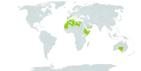 Plantago albicans world distribution map, present in Australia, Bahrain, Cyprus, Algeria, Egypt, Eritrea, Spain, Ethiopia, France, Greece, Israel, Italy, Kuwait, Lebanon, Libya, Morocco, Malta, Mauritania, Oman, Portugal, Saudi Arabia, Somalia, and Tunisia