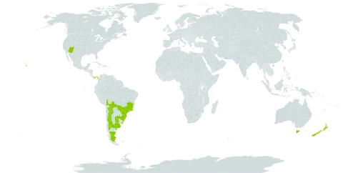 Plantago australis world distribution map, present in Argentina, Australia, Bolivia (Plurinational State of), Brazil, New Zealand, Panama, Paraguay, Uruguay, and United States of America