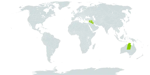 Plantago cretica world distribution map, present in Australia, Cyprus, Greece, Iraq, Israel, Lebanon, and Syrian Arab Republic