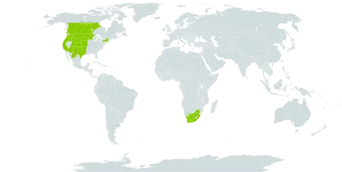 Plantago elongata world distribution map, present in Canada, Mexico, United States of America, and South Africa