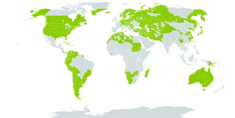 Plantago lanceolata world distribution map, present in Afghanistan, Albania, Andorra, Argentina, Armenia, Australia, Austria, Azerbaijan, Belgium, Bulgaria, Bahamas, Bosnia and Herzegovina, Belarus, Bolivia (Plurinational State of), Brazil, Bhutan, Botswana, Canada, Switzerland, Chile, China, Colombia, Costa Rica, Cuba, Cyprus, Czech Republic, Germany, Djibouti, Denmark, Algeria, Ecuador, Spain, Estonia, Finland, Falkland Islands (Malvinas), France, United Kingdom of Great Britain and Northern Ireland, Georgia, Guadeloupe, Greece, Greenland, French Guiana, Croatia, Hungary, India, Iran (Islamic Republic of), Iraq, Iceland, Israel, Italy, Jamaica, Japan, Kazakhstan, Kyrgyzstan, Lebanon, Liberia, Libya, Liechtenstein, Sri Lanka, Lesotho, Lithuania, Luxembourg, Latvia, Morocco, Madagascar, North Macedonia, Malta, Montenegro, Montserrat, Martinique, Mauritius, Namibia, Niue, Netherlands, Norway, Nepal, New Zealand, Pakistan, Panama, Peru, Philippines, Papua New Guinea, Poland, Puerto Rico, Korea (Democratic People's Republic of), Portugal, Qatar, Réunion, Romania, Russian Federation, Saudi Arabia, Sudan, Saint Helena, Ascension and Tristan da Cunha, Saint Pierre and Miquelon, Serbia, Slovakia, Slovenia, Sweden, Syrian Arab Republic, Tajikistan, Turkmenistan, Tonga, Tunisia, Turkey, Taiwan, Province of China, Ukraine, Uruguay, United States of America, Uzbekistan, Venezuela (Bolivarian Republic of), Yemen, South Africa, and Zimbabwe