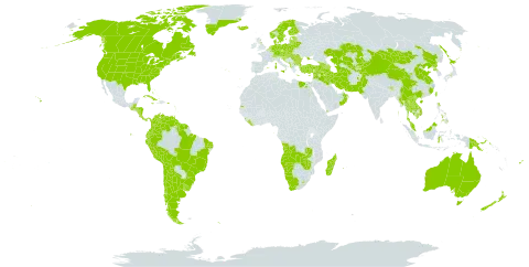 Plantago major world distribution map, present in Afghanistan, Angola, Anguilla, Albania, Andorra, Argentina, Armenia, American Samoa, Antigua and Barbuda, Australia, Austria, Azerbaijan, Belgium, Bonaire, Sint Eustatius and Saba, Bulgaria, Bahamas, Bosnia and Herzegovina, Belarus, Belize, Bolivia (Plurinational State of), Brazil, Barbados, Bhutan, Canada, Switzerland, Chile, China, Cook Islands, Colombia, Cabo Verde, Costa Rica, Cuba, Cyprus, Czech Republic, Germany, Dominica, Denmark, Ecuador, Egypt, Spain, Estonia, Finland, Fiji, France, United Kingdom of Great Britain and Northern Ireland, Georgia, Gibraltar, Guadeloupe, Greece, Grenada, Greenland, Guatemala, French Guiana, Guyana, Honduras, Croatia, Hungary, Indonesia, India, Iran (Islamic Republic of), Iraq, Iceland, Israel, Italy, Jamaica, Japan, Kazakhstan, Kyrgyzstan, Cambodia, Lao People's Democratic Republic, Lebanon, Liberia, Saint Lucia, Liechtenstein, Sri Lanka, Lesotho, Lithuania, Luxembourg, Latvia, Madagascar, Marshall Islands, North Macedonia, Malta, Myanmar, Montenegro, Mongolia, Montserrat, Martinique, Mauritius, Malaysia, Namibia, Nicaragua, Niue, Netherlands, Norway, Nepal, New Zealand, Oman, Pakistan, Panama, Peru, Philippines, Papua New Guinea, Poland, Puerto Rico, Korea (Democratic People's Republic of), Portugal, Réunion, Romania, Russian Federation, Saudi Arabia, Singapore, South Georgia and the South Sandwich Islands, Saint Helena, Ascension and Tristan da Cunha, Saint Pierre and Miquelon, Serbia, Sao Tome and Principe, Suriname, Slovakia, Slovenia, Sweden, Seychelles, Syrian Arab Republic, Thailand, Tajikistan, Turkmenistan, Tonga, Trinidad and Tobago, Turkey, Taiwan, Province of China, Ukraine, Uruguay, United States of America, Uzbekistan, Venezuela (Bolivarian Republic of), Viet Nam, Samoa, Yemen, South Africa, Zambia, and Zimbabwe