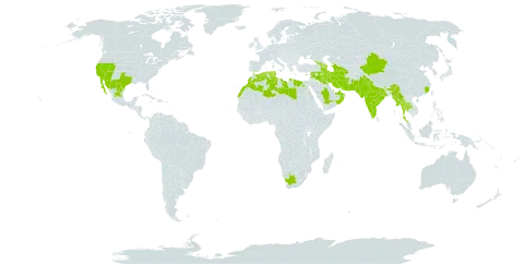 Plantago ovata world distribution map, present in Afghanistan, United Arab Emirates, Armenia, Azerbaijan, Bahrain, China, Cyprus, Algeria, Egypt, Spain, Georgia, India, Iran (Islamic Republic of), Iraq, Israel, Kuwait, Libya, Sri Lanka, Morocco, Mexico, Myanmar, Oman, Pakistan, Portugal, Qatar, Saudi Arabia, Syrian Arab Republic, Thailand, Turkmenistan, Tunisia, United States of America, and South Africa