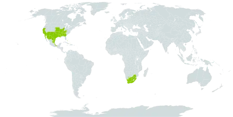 Plantago rhodosperma world distribution map, present in Bahamas, Mexico, United States of America, and South Africa