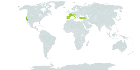 Plantago sempervirens world distribution map, present in Andorra, Austria, Switzerland, Spain, France, Croatia, Italy, Portugal, Turkey, and United States of America