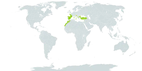 Plantago subulata world distribution map, present in Albania, Andorra, Bulgaria, Bosnia and Herzegovina, Spain, France, Croatia, Italy, Lebanon, Morocco, North Macedonia, Montenegro, Serbia, Slovenia, and Turkey